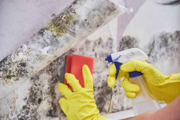 Best Attic Mold Removal in USA